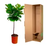 Ficus Lyrata op stam – slanke kamerplant
