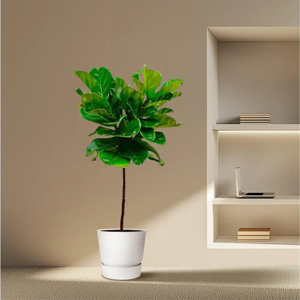 Ficus Lyrata op stam – slanke kamerplant