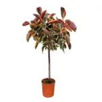Ficus Elastica Belize op stam – kamerplant