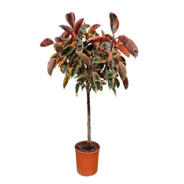 Ficus Elastica Belize op stam – kamerplant