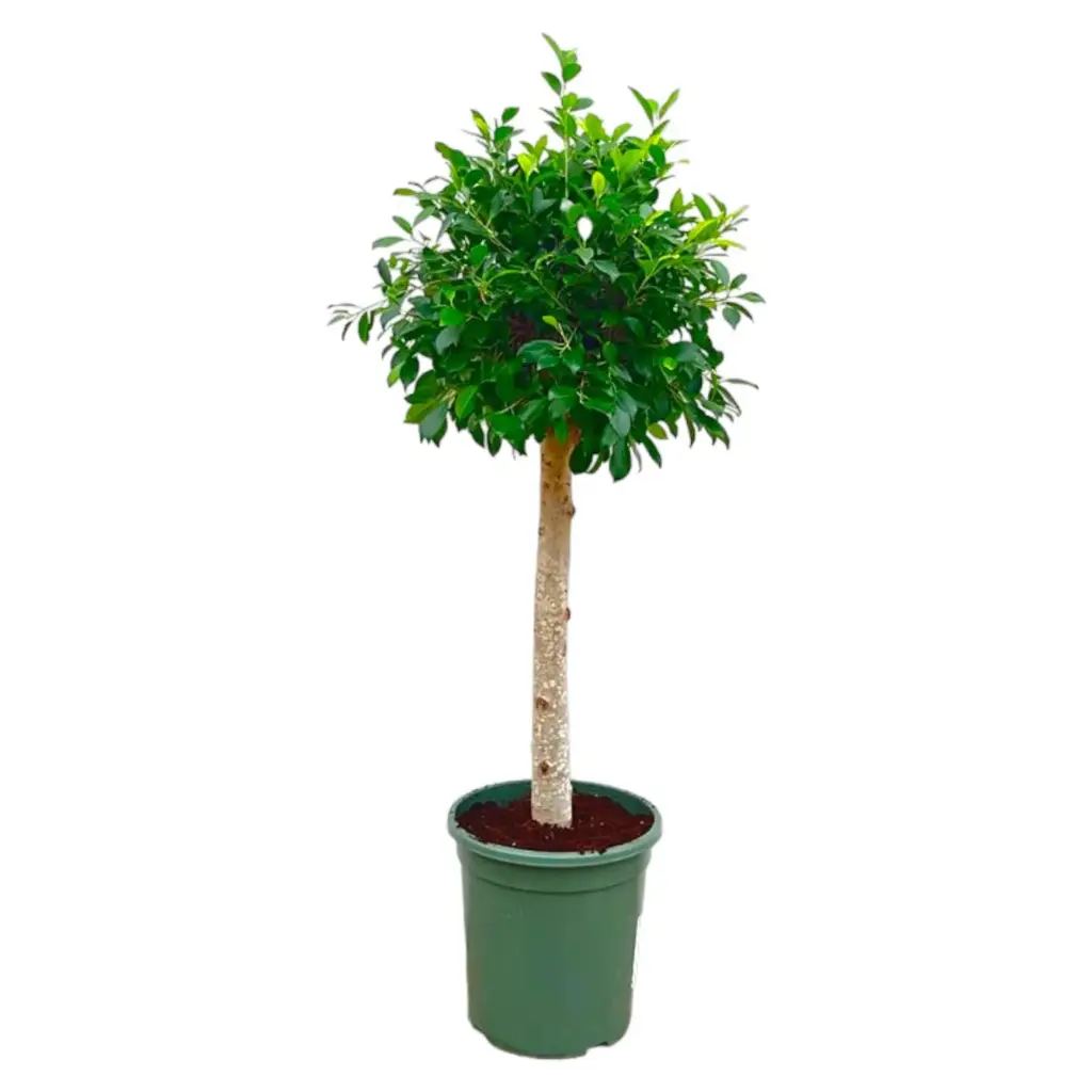 Ficus Nitida op stam – volle kamerplant