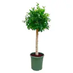 Ficus Nitida op stam – volle kamerplant