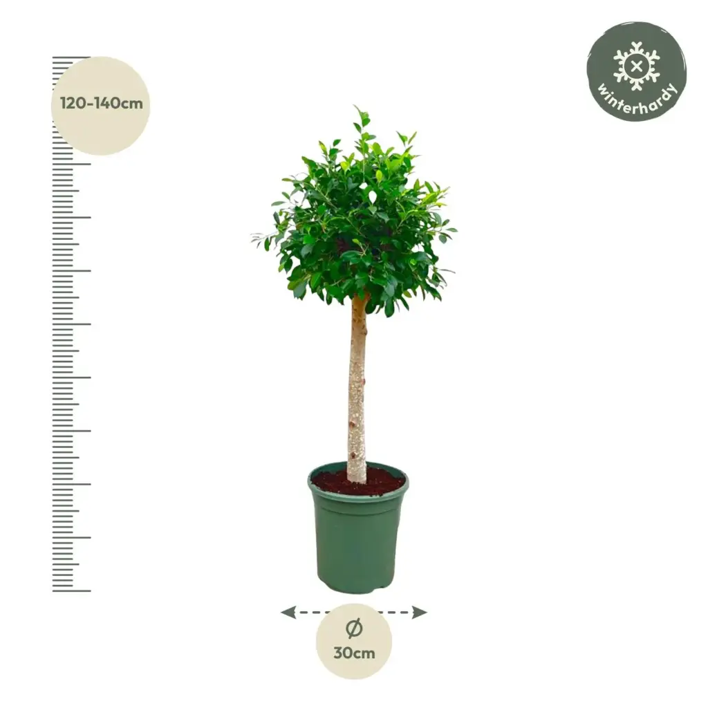 Ficus Nitida op stam – volle kamerplant