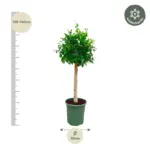 Ficus Nitida op stam – volle kamerplant
