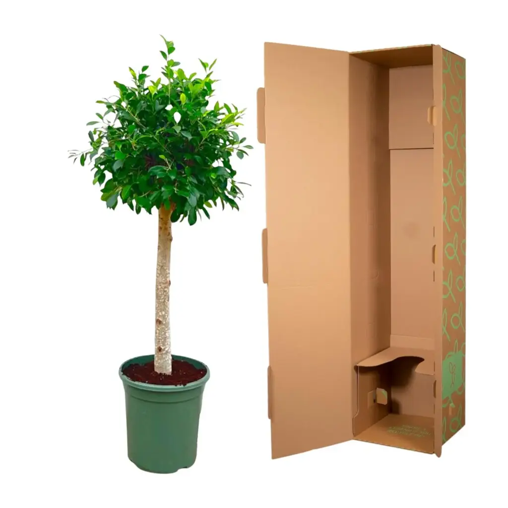 Ficus Nitida op stam – volle kamerplant