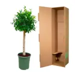 Ficus Nitida op stam – volle kamerplant