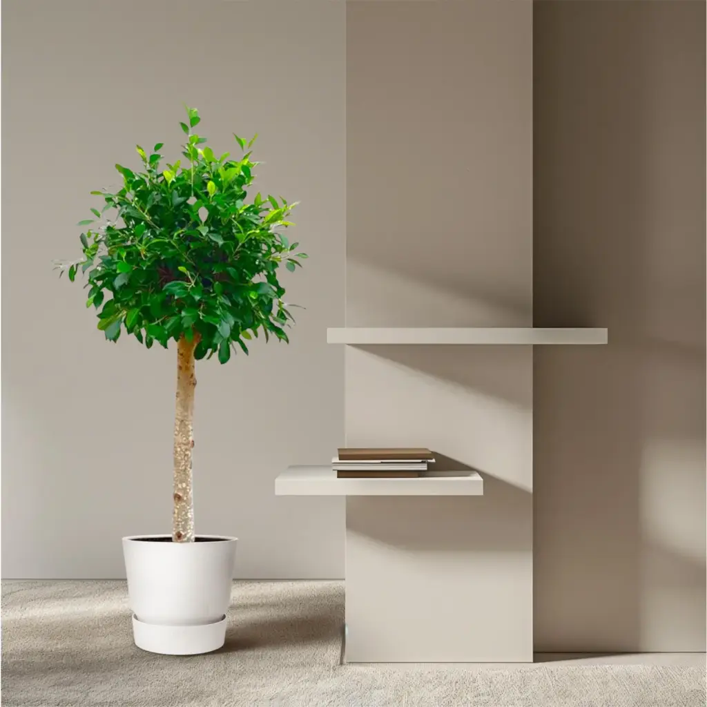 Ficus Nitida op stam – volle kamerplant