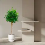 Ficus Nitida op stam – volle kamerplant