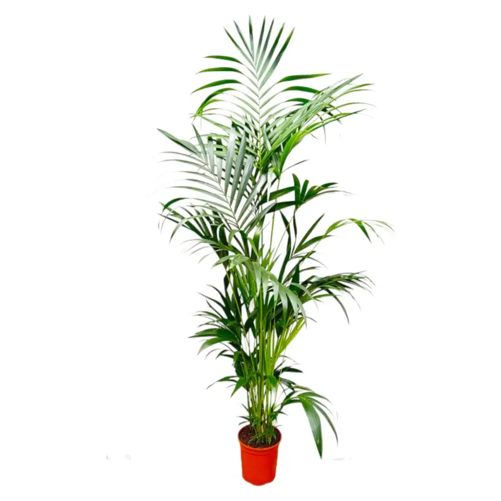 Kentia palm kamerpalm – Howea Forsteriana