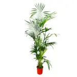 Kentia palm kamerpalm – Howea Forsteriana