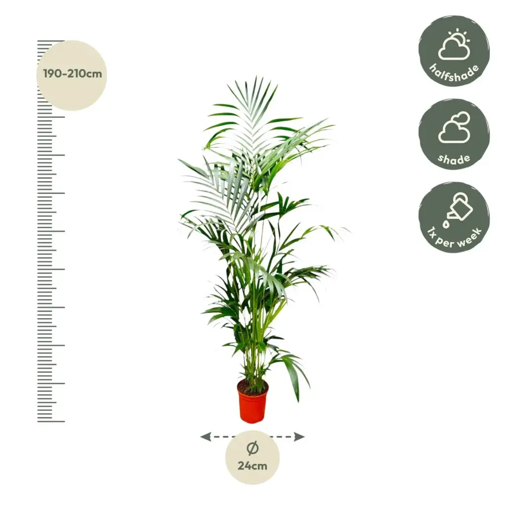 Kentia palm kamerpalm – Howea Forsteriana