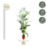 Kentia palm kamerpalm – Howea Forsteriana