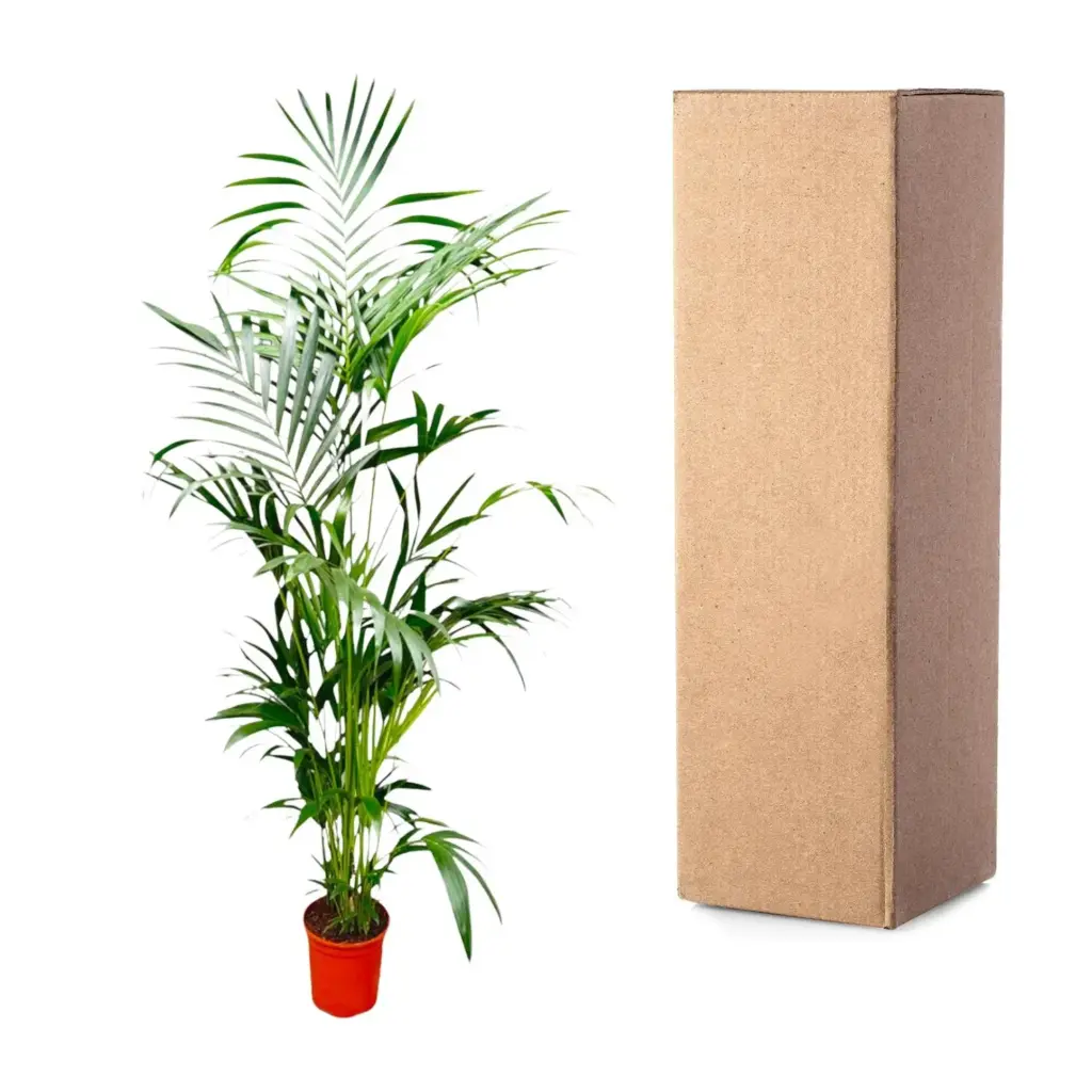 Kentia palm kamerpalm – Howea Forsteriana