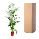 Kentia palm kamerpalm – Howea Forsteriana