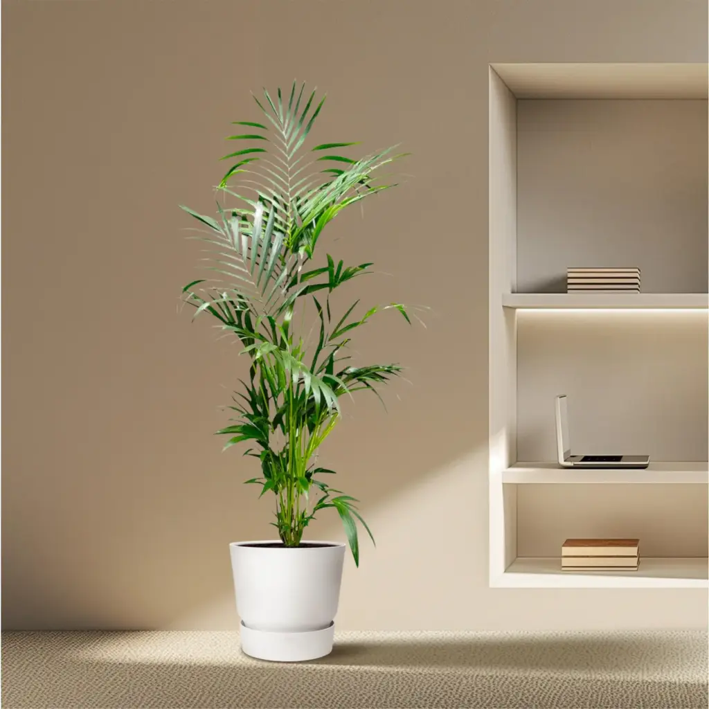 Kentia palm kamerpalm – Howea Forsteriana