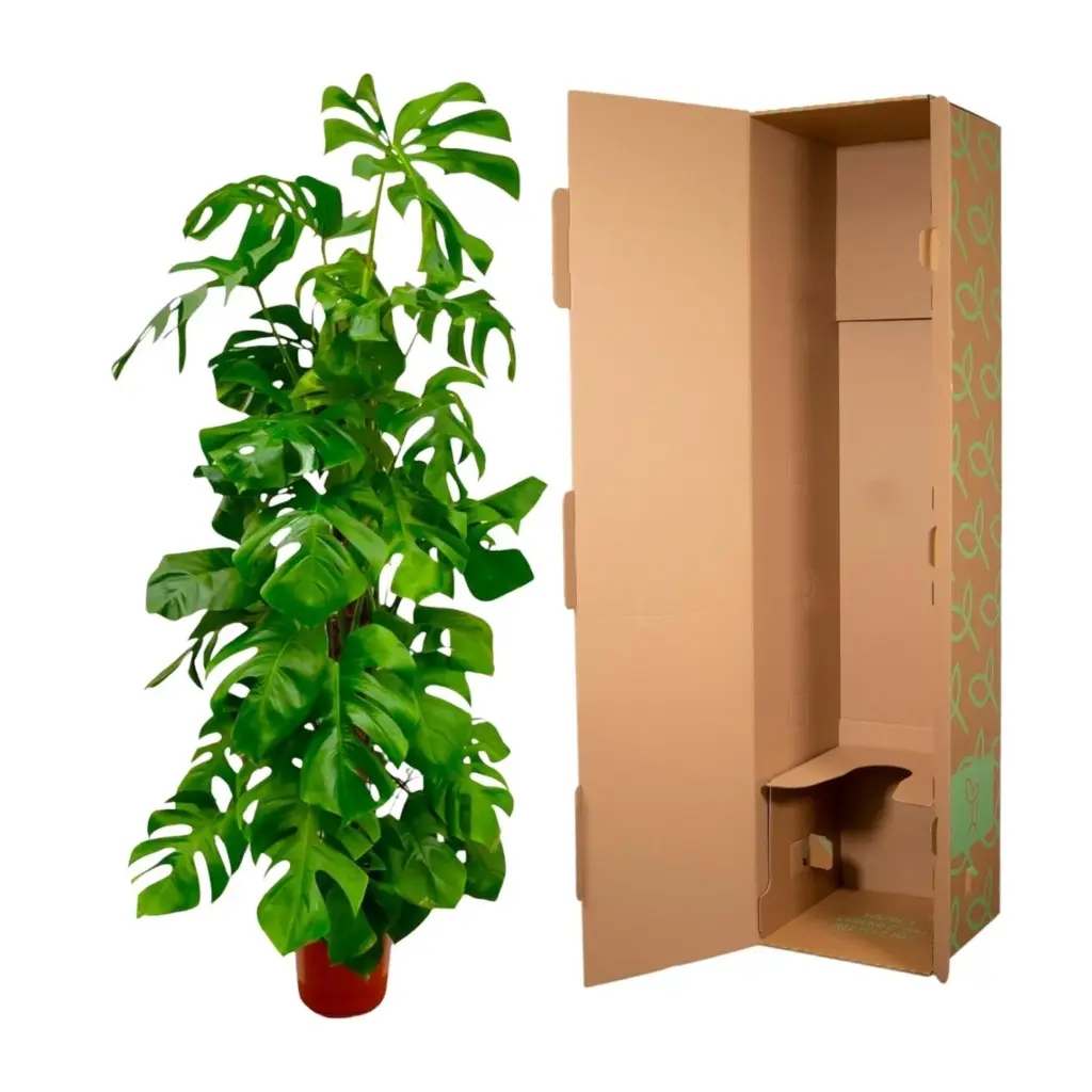 Monstera Deliciosa – grote kamerplant gatenblad