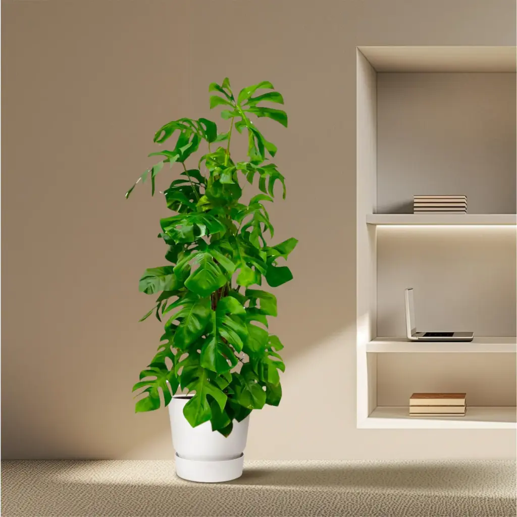 Monstera Deliciosa – grote kamerplant gatenblad