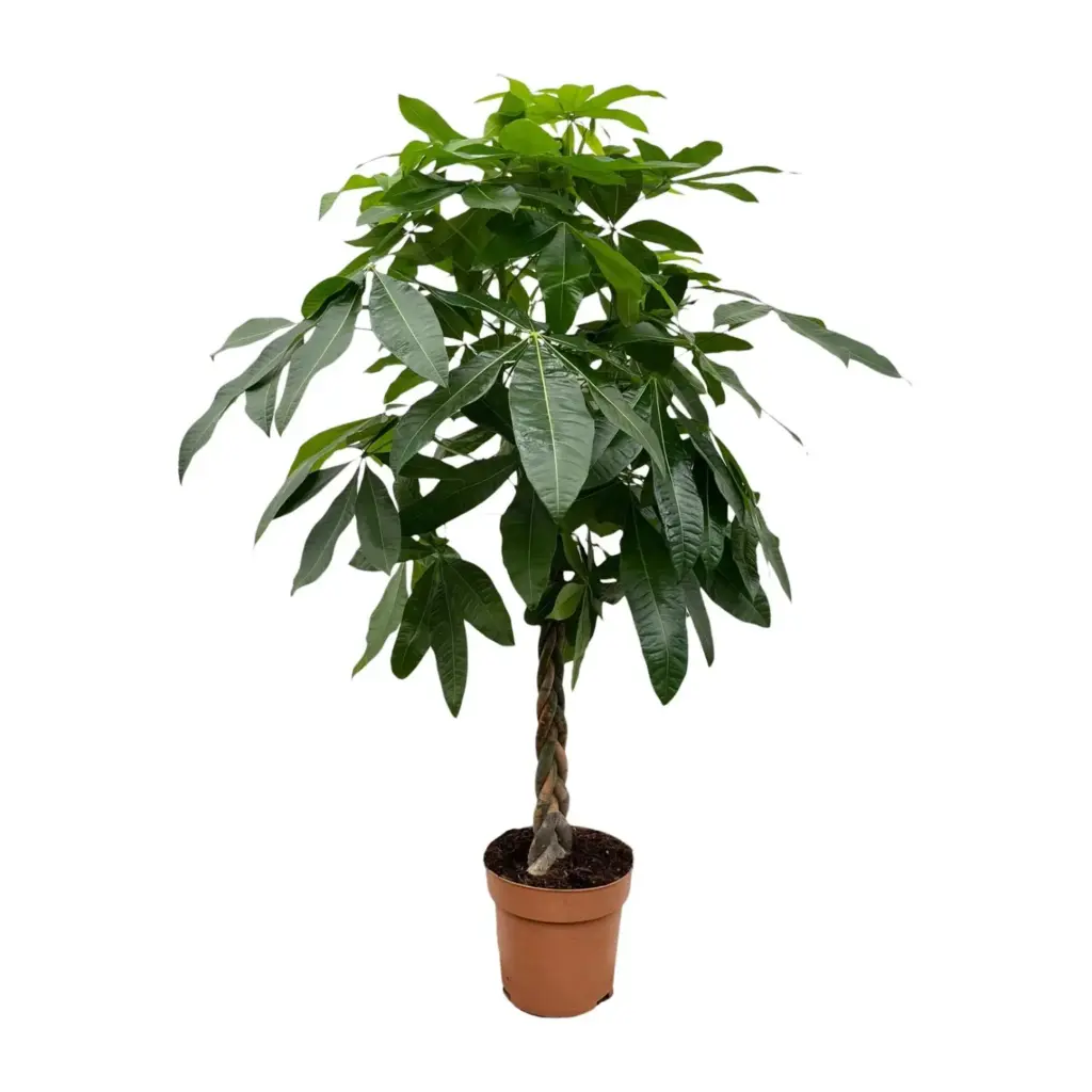 Pachira Aquatica kamerplant