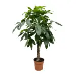 Pachira Aquatica kamerplant
