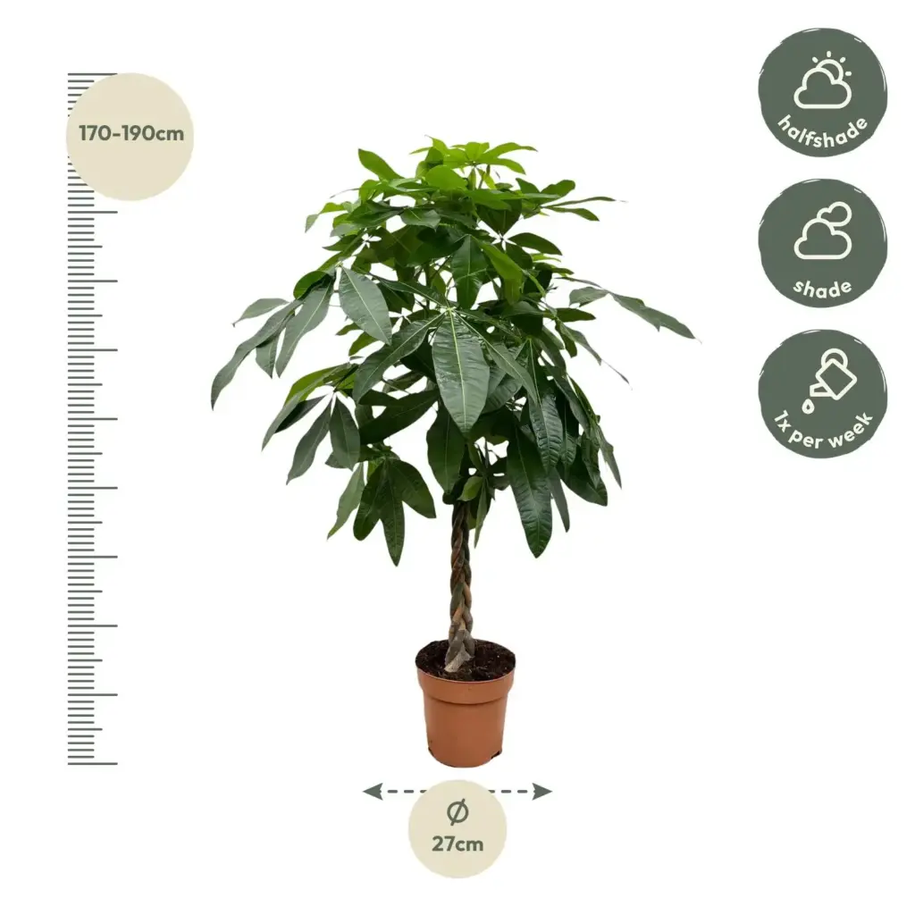 Pachira Aquatica kamerplant