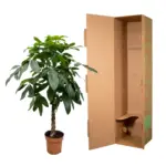 Pachira Aquatica kamerplant