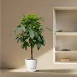 Pachira Aquatica kamerplant