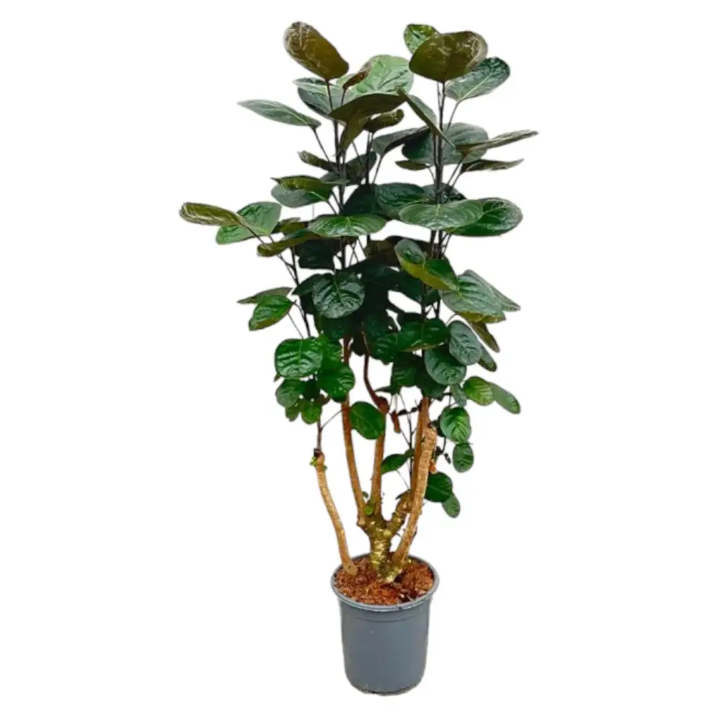 Polyscias Fabian kamerplant