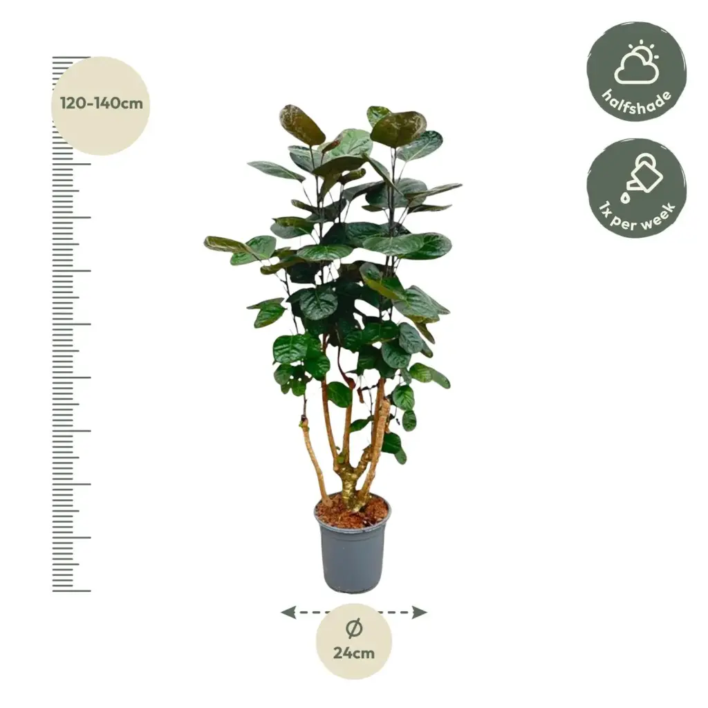 Polyscias Fabian kamerplant