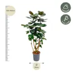 Polyscias Fabian kamerplant