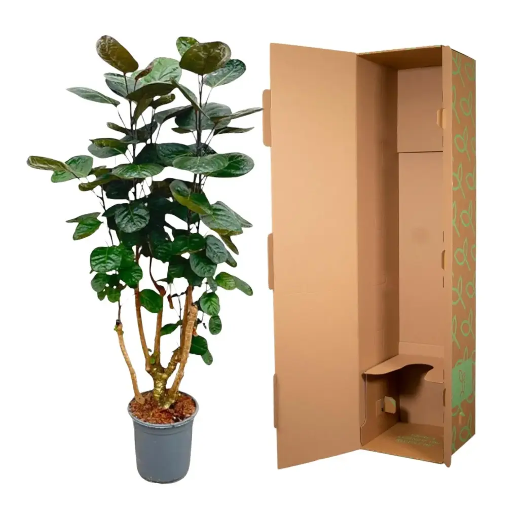 Polyscias Fabian kamerplant