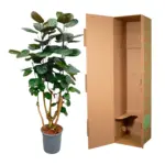 Polyscias Fabian kamerplant