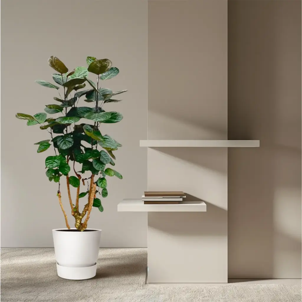 Polyscias Fabian kamerplant