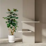 Polyscias Fabian kamerplant