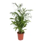 Chamaedorea Seifrizii kamerplant