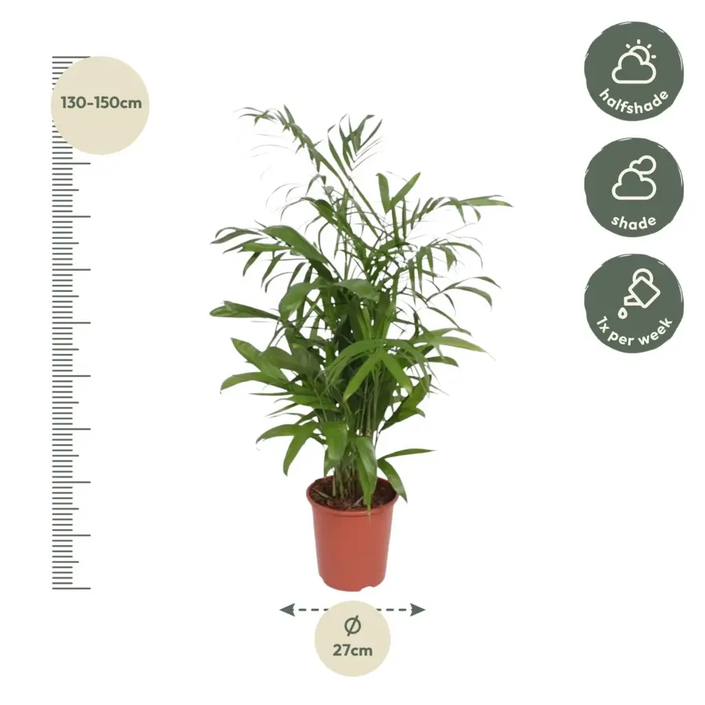 Chamaedorea Seifrizii kamerplant