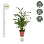 Chamaedorea Seifrizii kamerplant