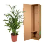 Chamaedorea Seifrizii kamerplant