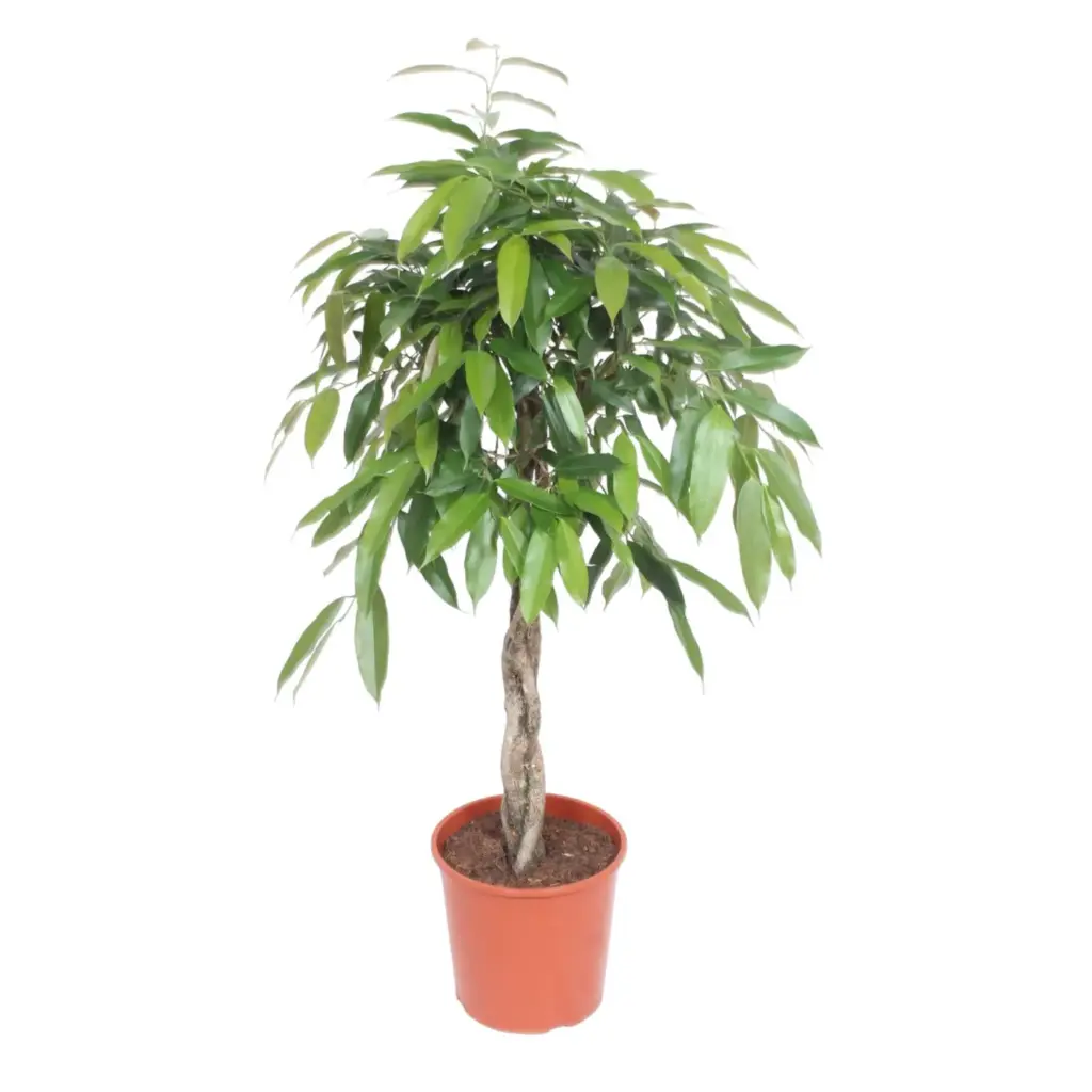 Ficus Amstel King gevlochten stam – kamerplant