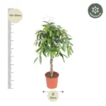 Ficus Amstel King gevlochten stam – kamerplant