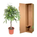 Ficus Amstel King gevlochten stam – kamerplant