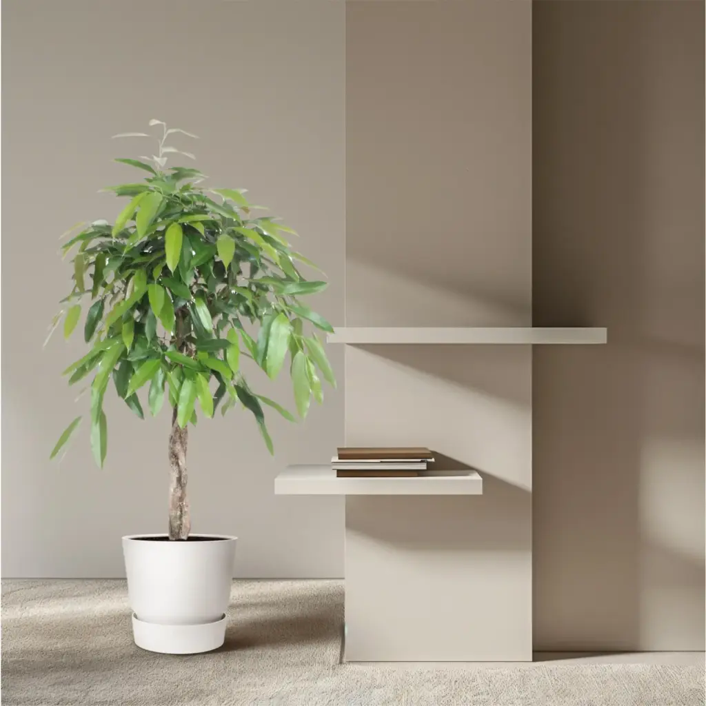 Ficus Amstel King gevlochten stam – kamerplant