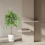 Ficus Amstel King gevlochten stam – kamerplant
