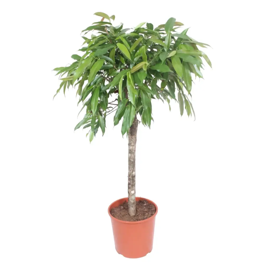 Ficus Amstel King – luchtige kamerplant