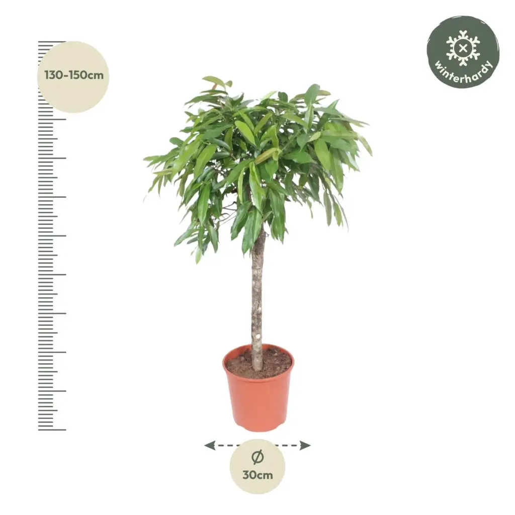 Ficus Amstel King – luchtige kamerplant