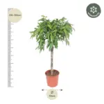 Ficus Amstel King – luchtige kamerplant