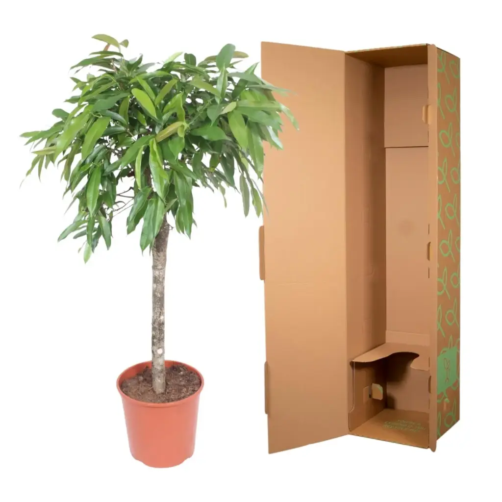 Ficus Amstel King – luchtige kamerplant