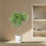 Ficus Amstel King – luchtige kamerplant
