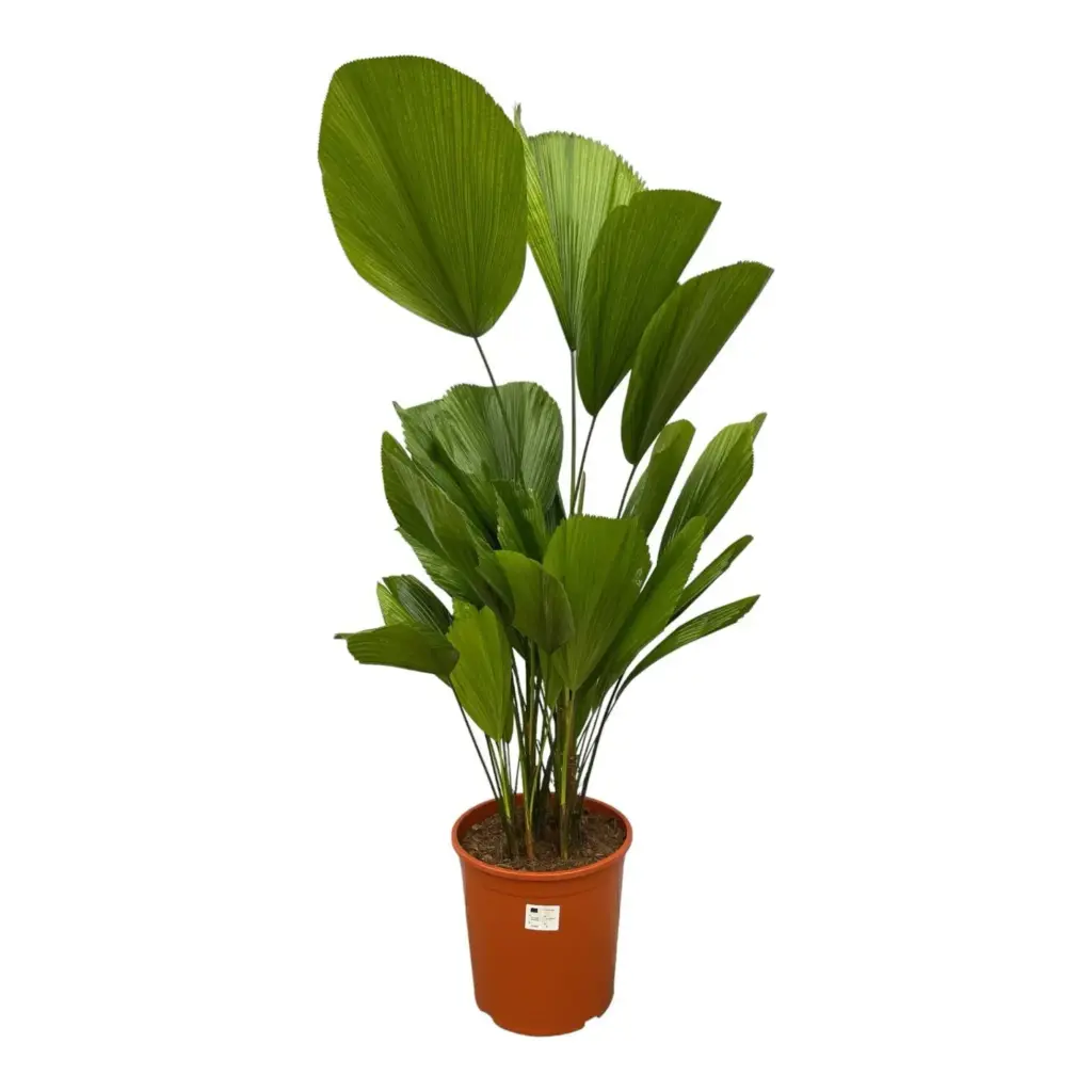 Licuala Grandis – bijzondere waaierpalm als kamerplant