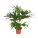 Livistona Chinensis kamerpalm – Fonteinpalm