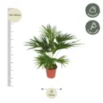 Livistona Chinensis kamerpalm – Fonteinpalm